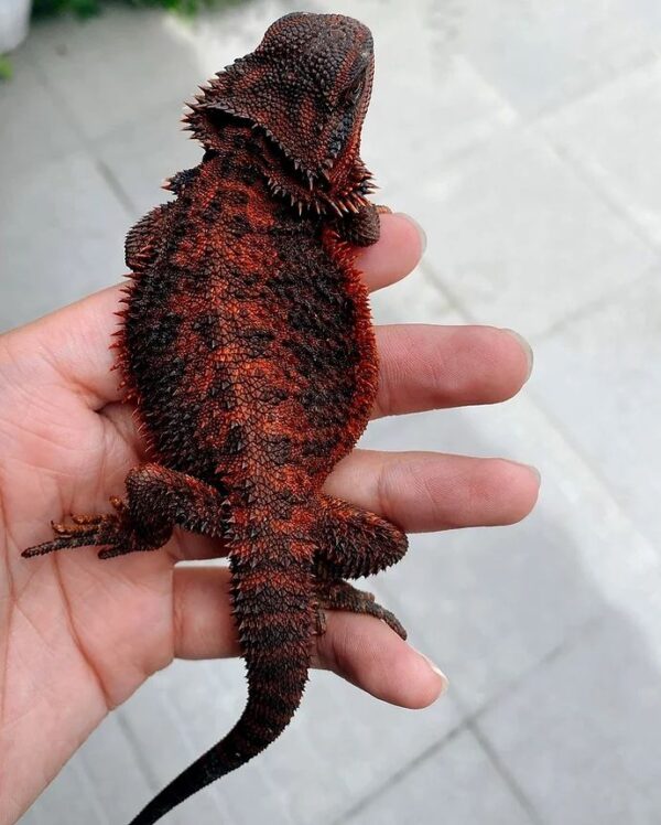 Exceptional High End Red Fire Bearded Dragons - Image 4