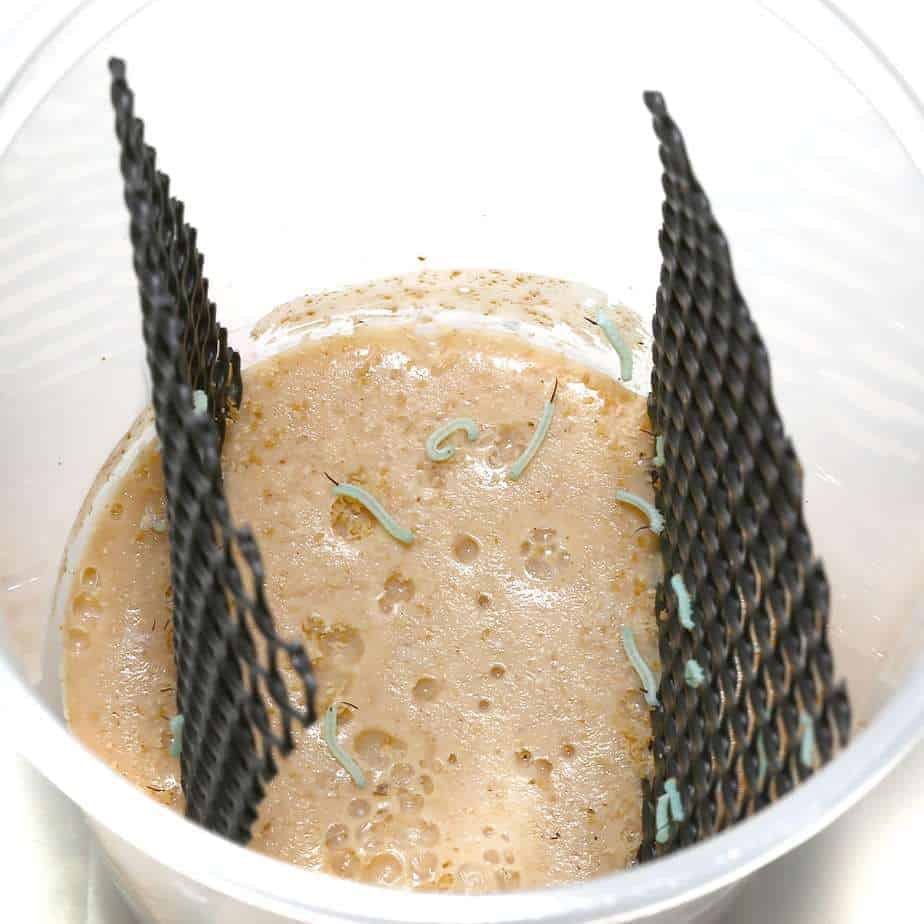 Hornworms (larvae) - Image 2