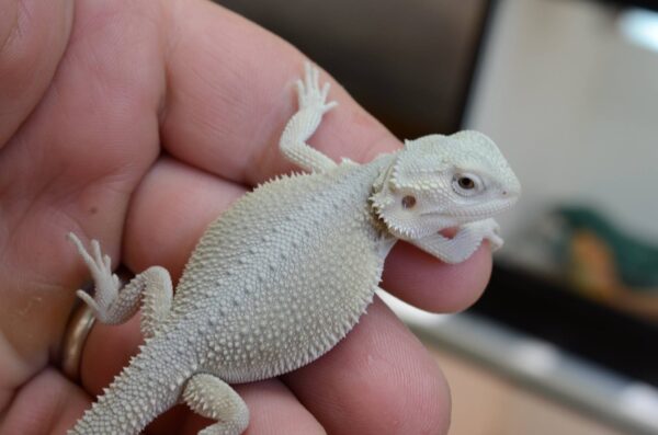 Hypo Witblits Female Bearded Dragon - Image 3