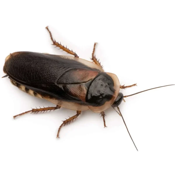 Large Dubia Cockroaches 20-25mm