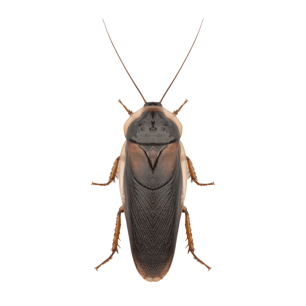 Live Feeder Cockroaches (Dubia) Pre-Pack