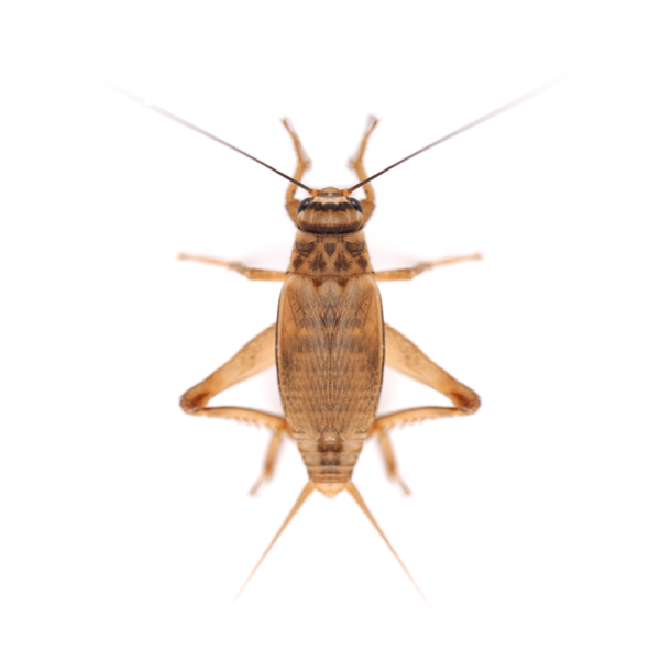 Live Silent Brown Crickets Bulk-Pack