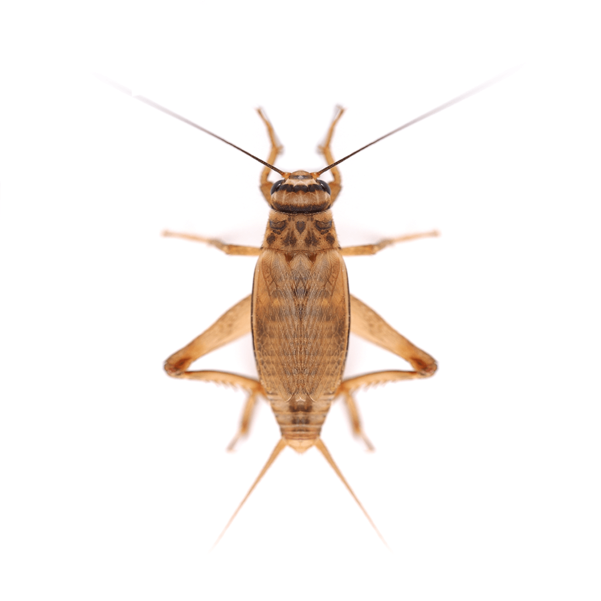 Live Silent Brown Crickets Bulk-Pack