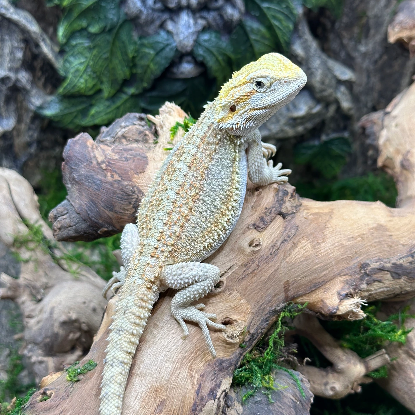 Red Striped Hypo - Image 3