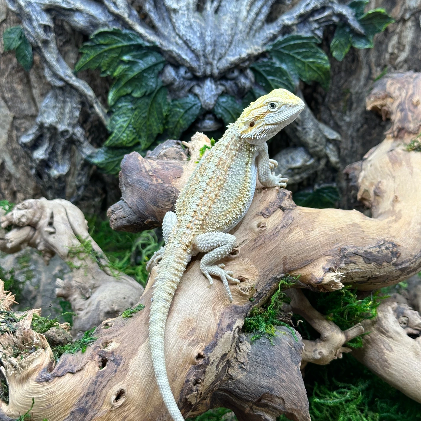 Red Striped Hypo - Image 4